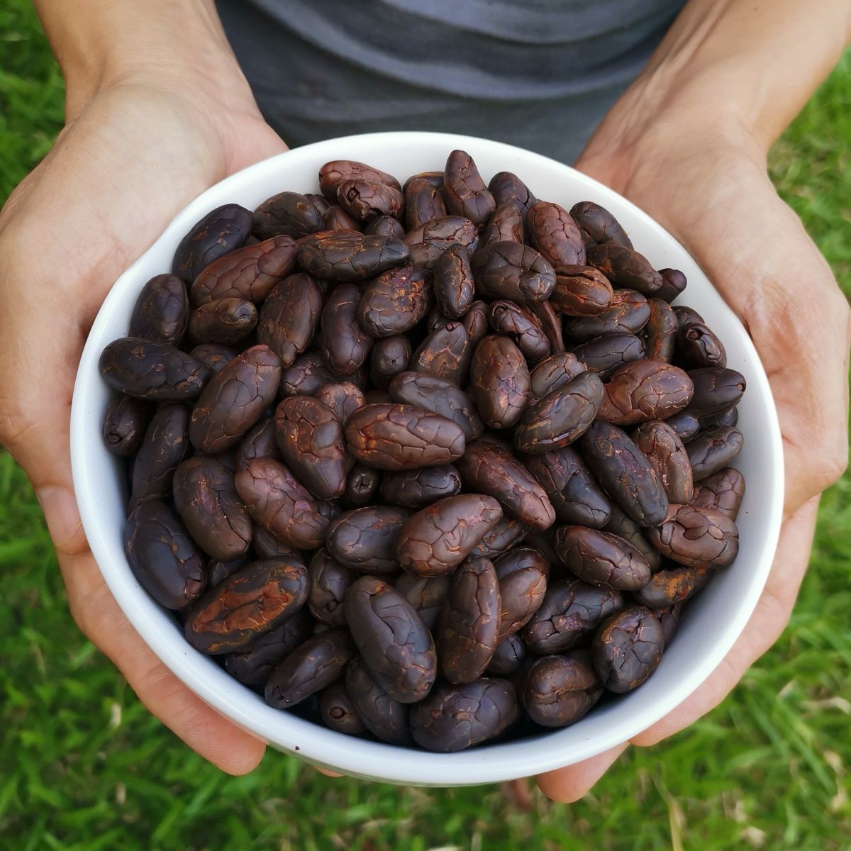 Cocoa beans in bowl